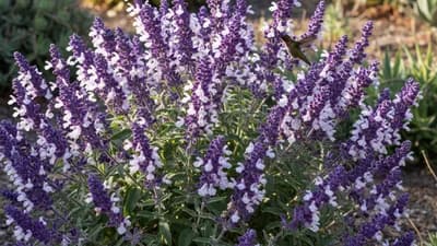 Salvia mexicana