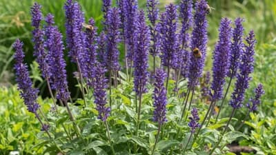 Salvia Ornamentale