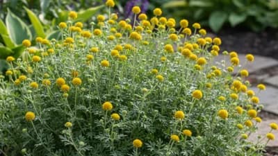 Santolina (Hardy Varieties)