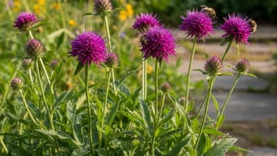 Echte Flockenblume
