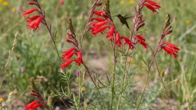 Scarlet Gilia