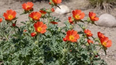 Scarlet Globemallow