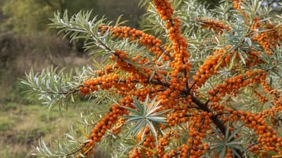 Sea Buckthorn