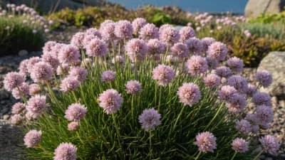 Sea Thrift