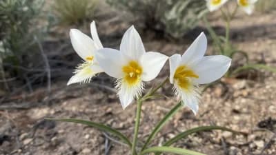 Sego Lily