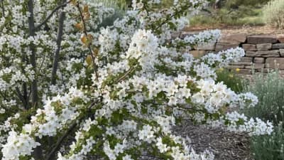 Serviceberry
