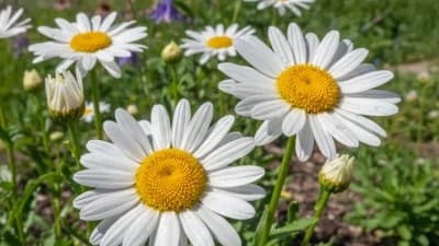 Shasta Daisy