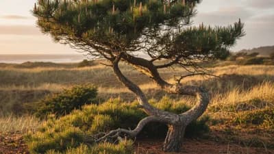 Shore Pine