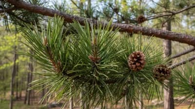 Shortleaf Pine