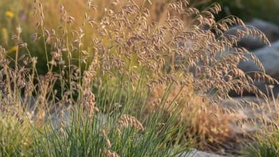 Sideoats Grama