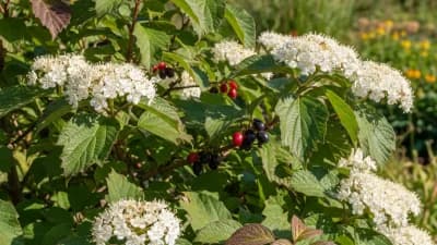 Siebold Viburnum