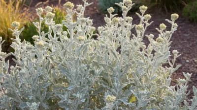 Silver Artemisia