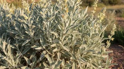 Silver Sage