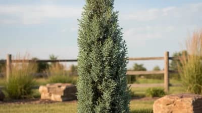Skyrocket Juniper