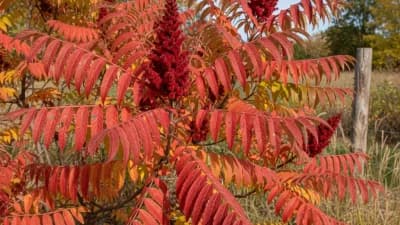 Smooth Sumac