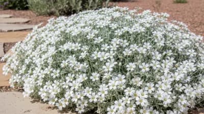 Snow-in-Summer