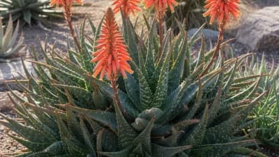 Soap Aloe