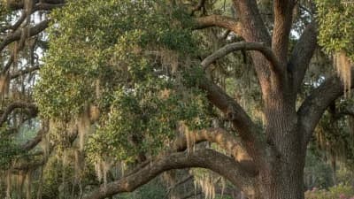 Southern Live Oak