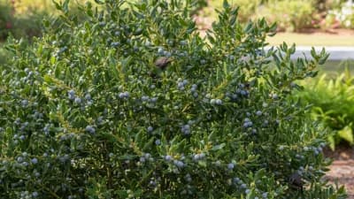 Southern Wax Myrtle