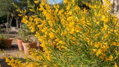 Ginestra Comune