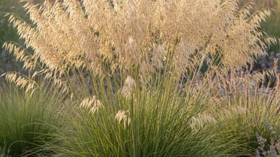 Golden Oat Grass