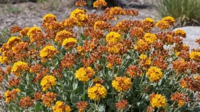 Sulfur Buckwheat