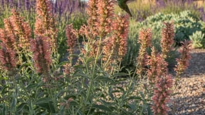 Sunset Hyssop