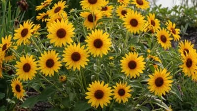 Swamp Sunflower