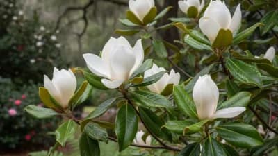 Sweetbay Magnolia