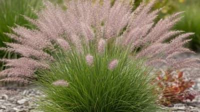 Sweetgrass