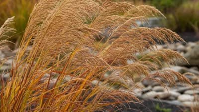 Switch Grass