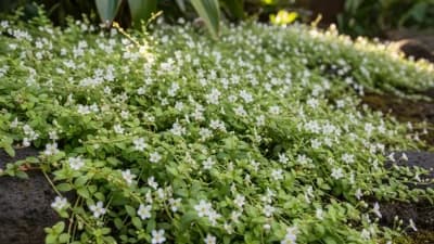 Tahitian Bridal Veil