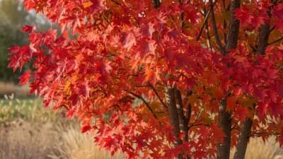 Tatarian Maple