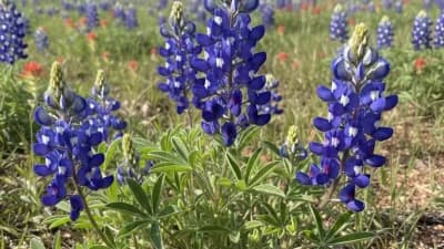 Texas Bluebonnet