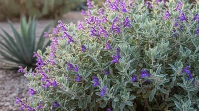Texas Sage