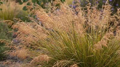 Kangaroo Grass
