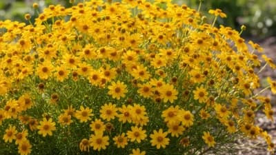 Threadleaf Coreopsis