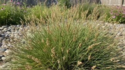 Threadleaf Sedge