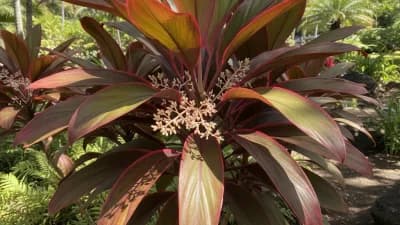 Ti Plant