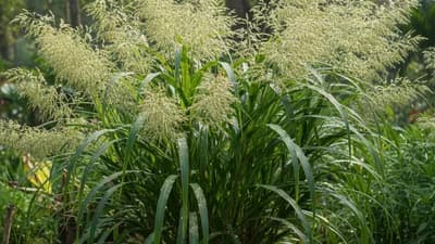 Tiger Grass