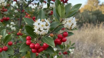 Toyon