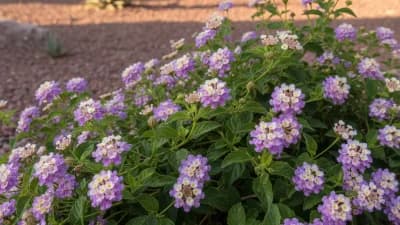 Trailing Lantana