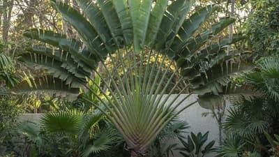 Traveller's Palm