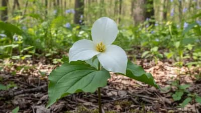 Trillium