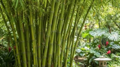 Tropical Bamboo