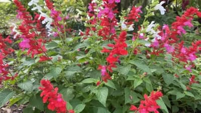 Tropical Sage
