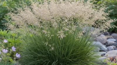 Tufted Hairgrass