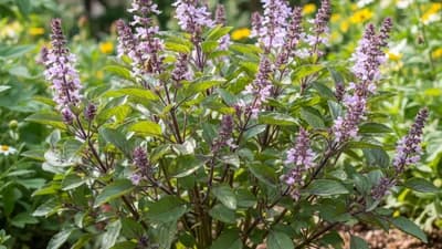 Tulsi (Holy Basil)