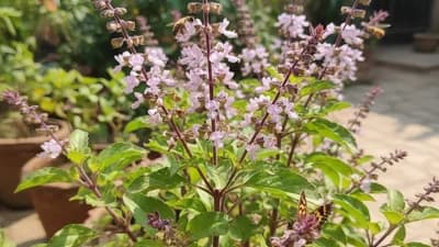 Tulsi