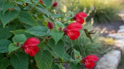 Turk's Cap